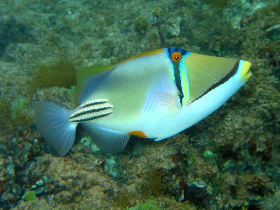 Polyp Fish